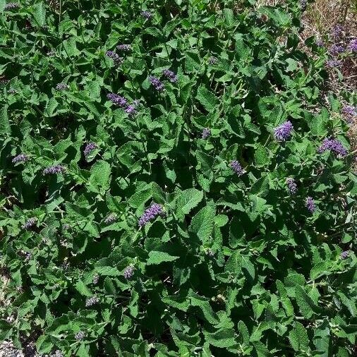 Salvia verticillata Staniste