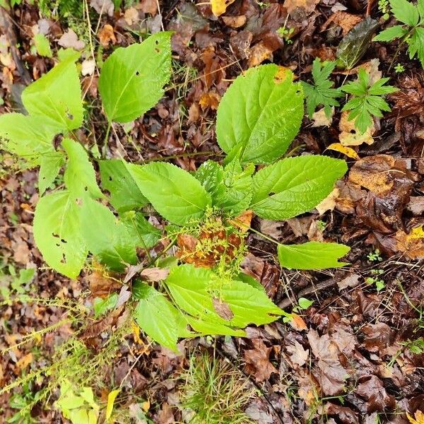 Collinsonia canadensis Habitus