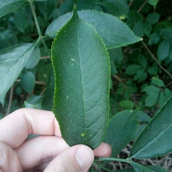 Sambucus nigra Лист