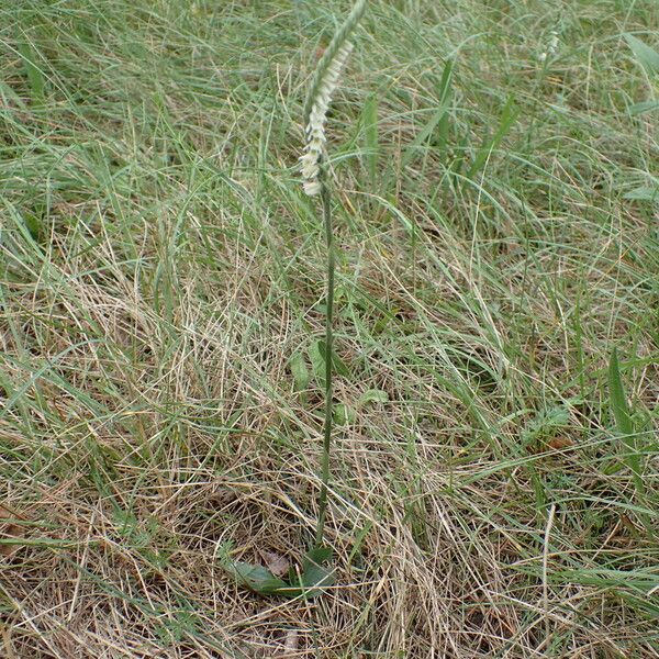 Spiranthes spiralis Plante entière