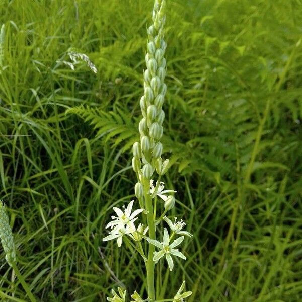 Ornithogalum pyrenaicum Virág