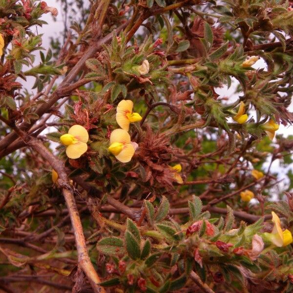 Stylosanthes scabra Tervik taim