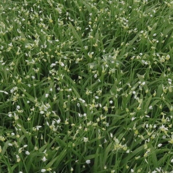 Allium paradoxum Flower