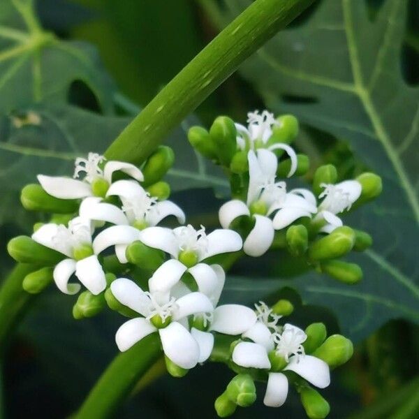 Cnidoscolus aconitifolius പുഷ്പം