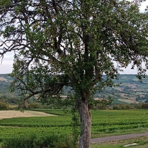 Pyrus communis Staniste