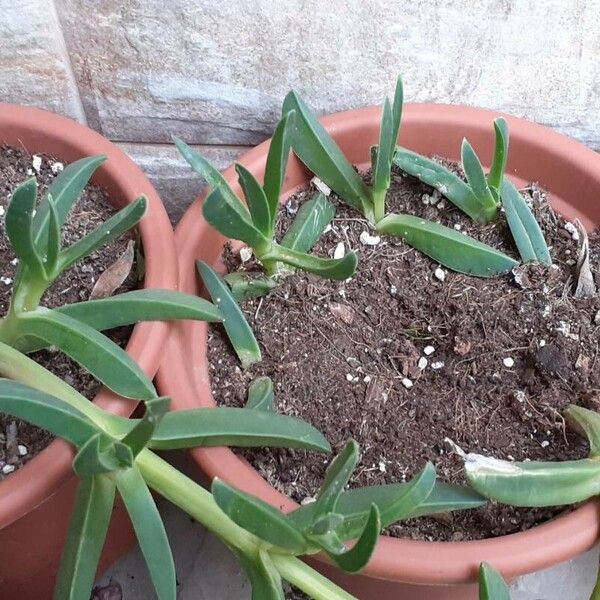 Carpobrotus acinaciformis List