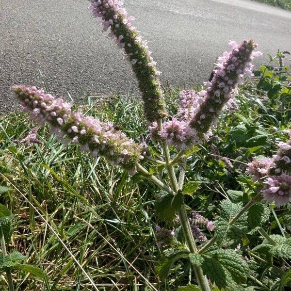 Mentha × villosa Blomma