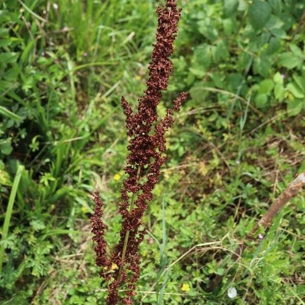 Rumex crispus Frucht