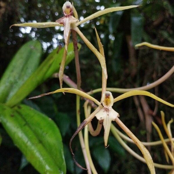 Epidendrum nocturnum Květ