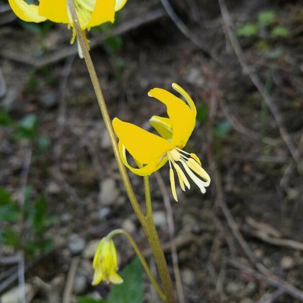 Erythronium grandiflorum Çiçek