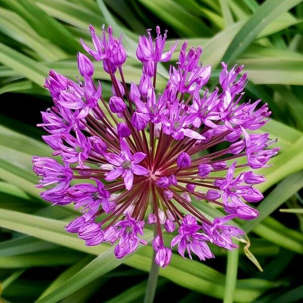 Allium giganteum Кветка