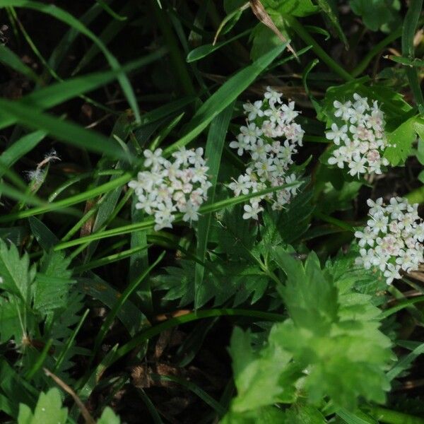 Helosciadium repens Egyéb