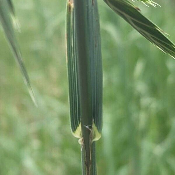 Bromus catharticus Outro