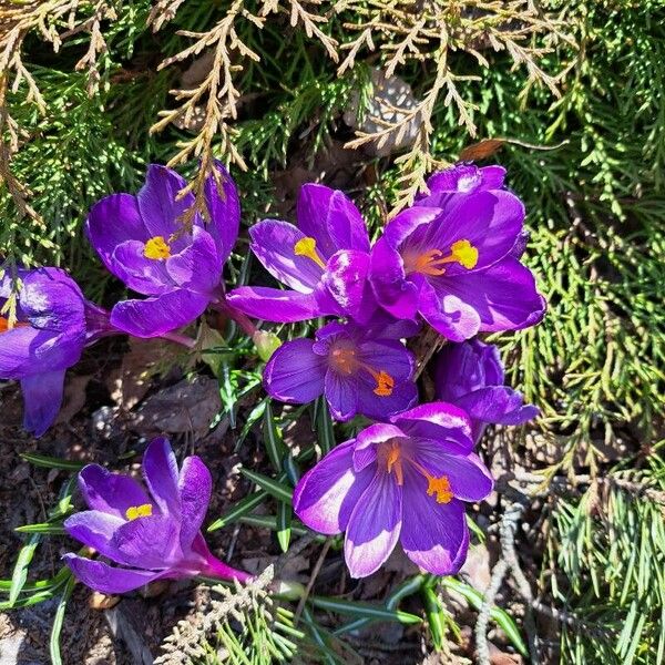 Crocus vernus Flower