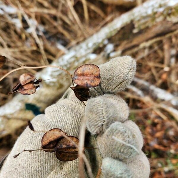 Dioscorea villosa 果実