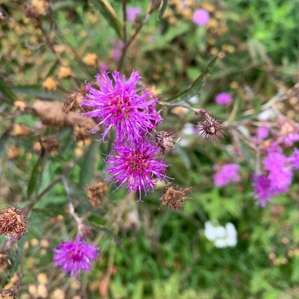 Vernonia baldwinii Flor