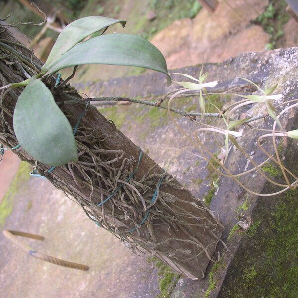 Aerangis bouarensis 整株植物