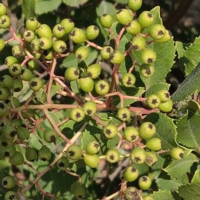 Rhamnus crocea Frukt