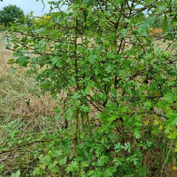 Crataegus azarolus Leaf