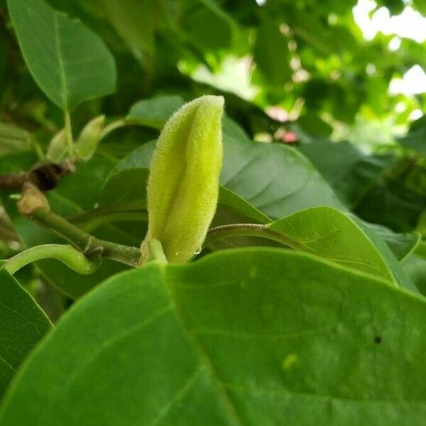 Magnolia acuminata Diğer