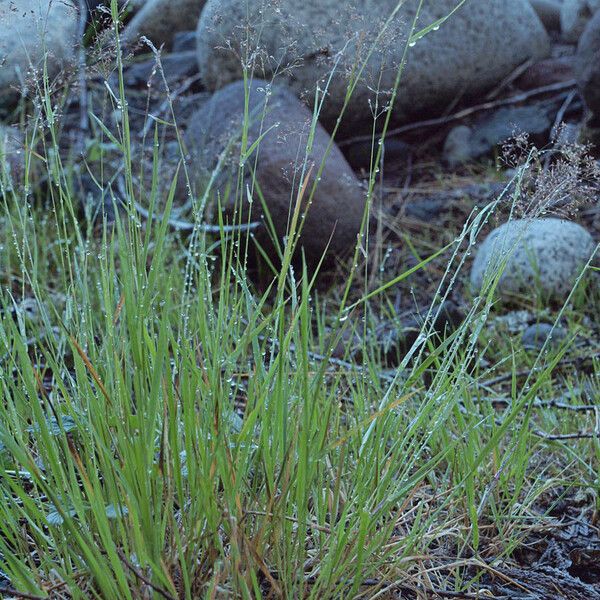 Agrostis exarata Habitus