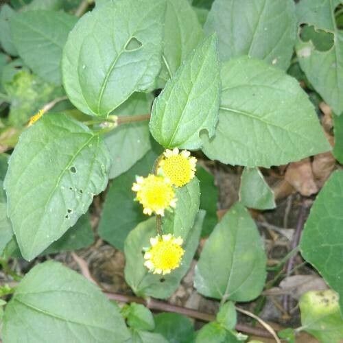 Acmella oleracea Virág