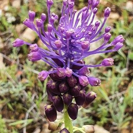 Muscari comosum Blomst