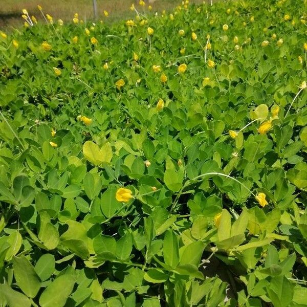 Arachis glabrata Blomma