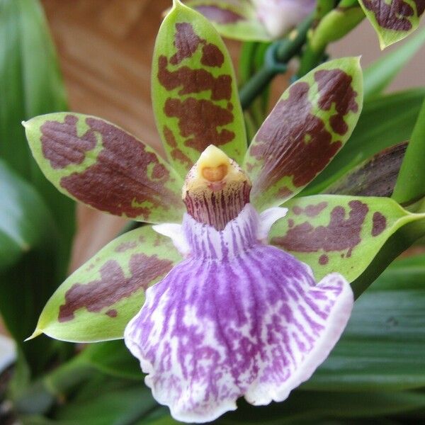 Zygopetalum maculatum Flower