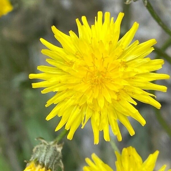 Crepis vesicaria Цвят