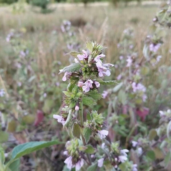 Ballota nigra Fleur