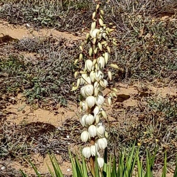 Yucca gloriosa Цвят