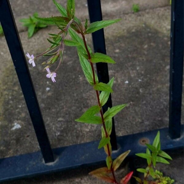 Epilobium ciliatum Habitus