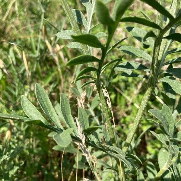 Centaurea collina Φύλλο