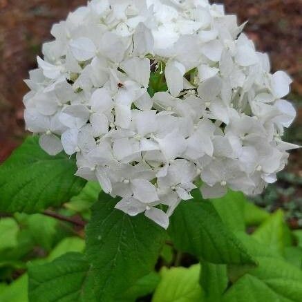 Viburnum opulus Cvet