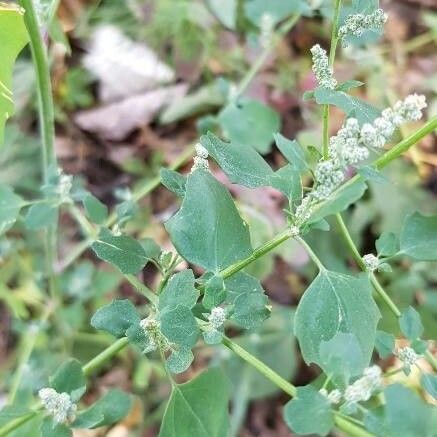 Chenopodium album Hoja