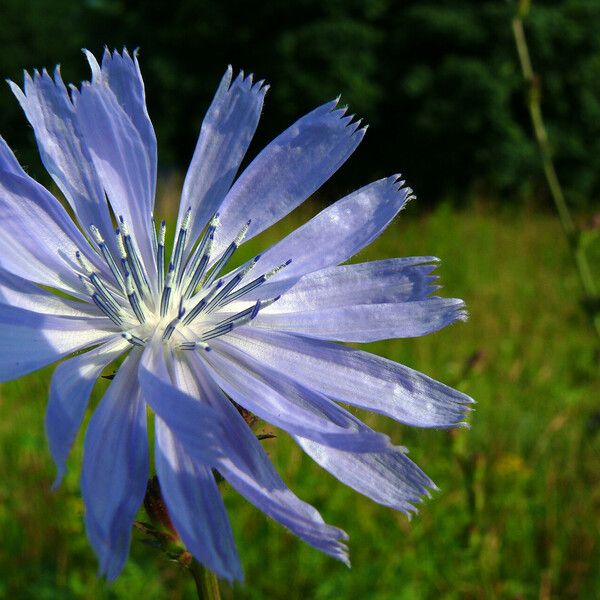 Cichorium intybus Flower