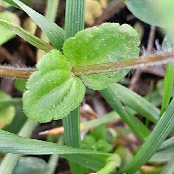 Veronica arvensis Φύλλο