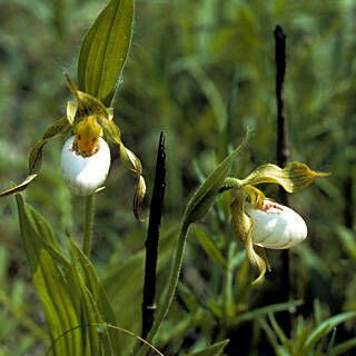 Cypripedium candidum Virág