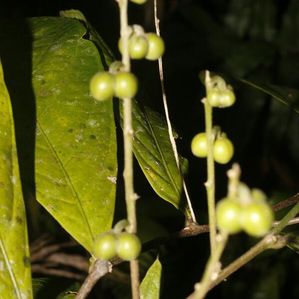 Adenophaedra grandifolia Fruit