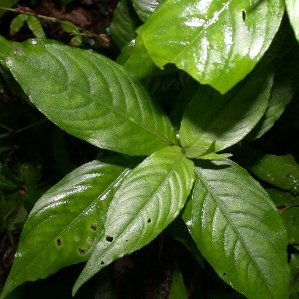 Dianthera comata 其他