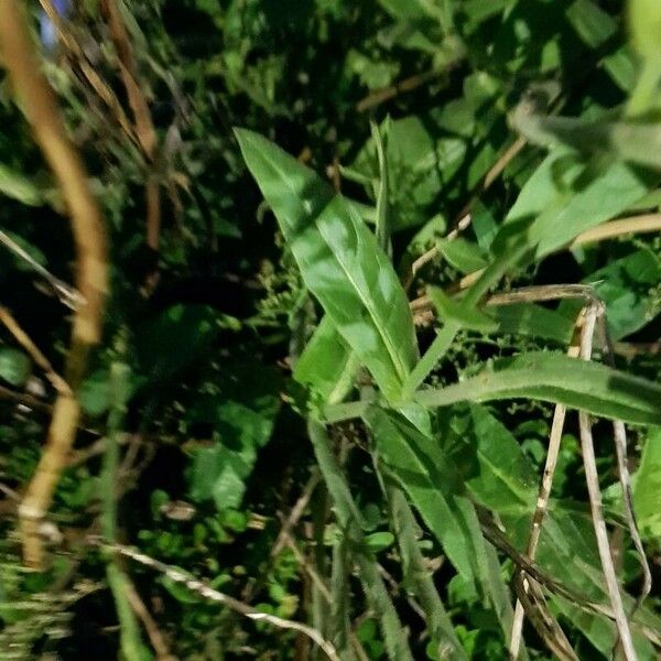 Nicotiana alata Blad