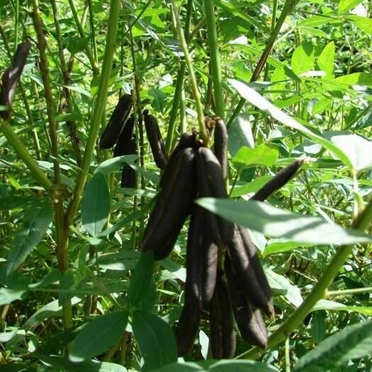 Crotalaria trichotoma Frukt