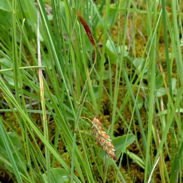 Carex limosa Flower