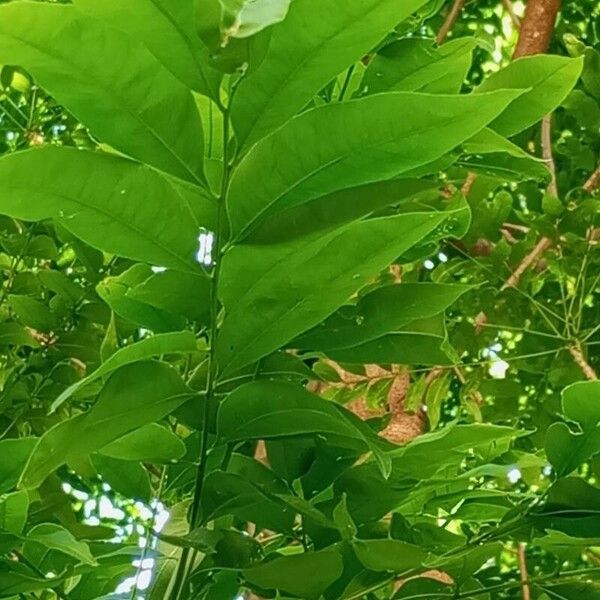 Sapindus saponaria Leaf