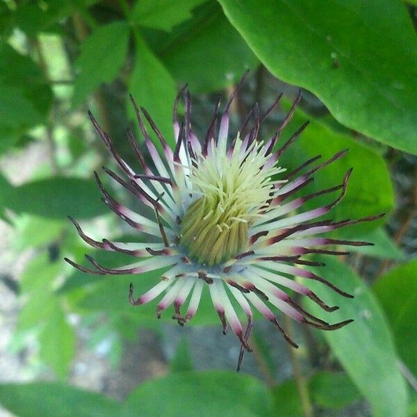 Clematis patens Fruto