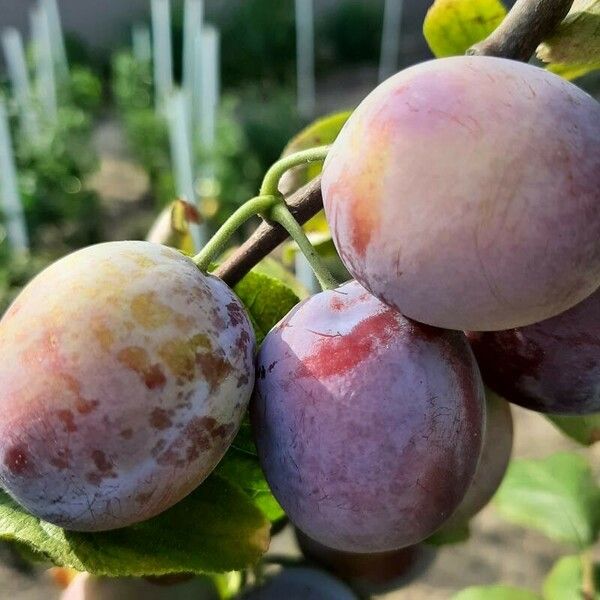 Prunus domestica Fruit