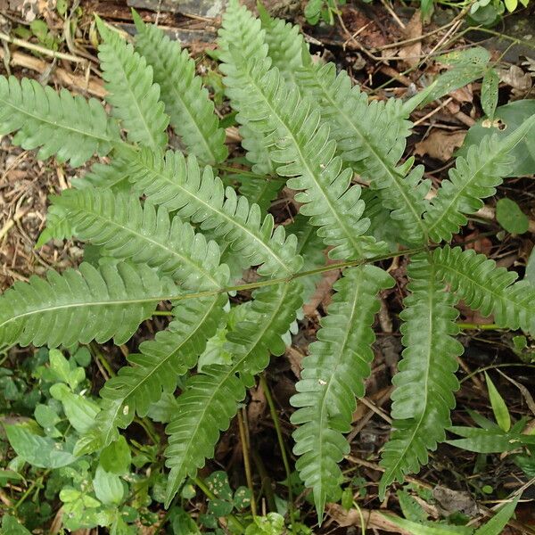 Pteris hamulosa Liść