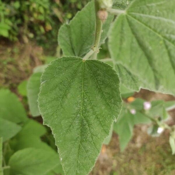 Althaea officinalis Liść