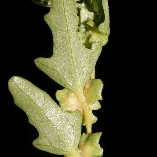 Atriplex tatarica Leht